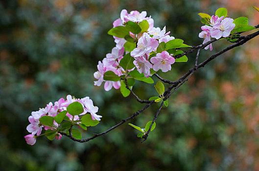 miền bắc thứ ba hàng tuần